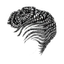 Black and white vector image of braided hairstyle with flat laying twist.